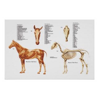 Horse Anatomy Bones and Muscles Poster