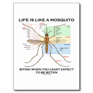 Life Is Like A Mosquito Biting When Least Expect Postcard