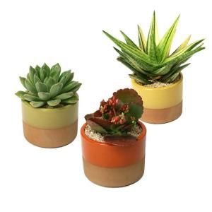 3.5 in. W x 3.5 in. D x 5 in. H Horizon Succulent Plant Assorted (3 Pack) 0881010