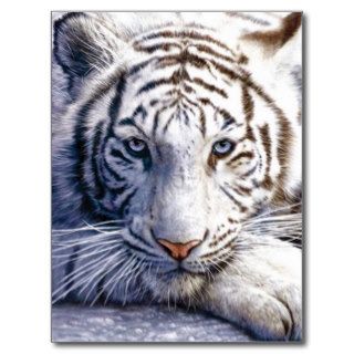 Wild White Tiger Postcard