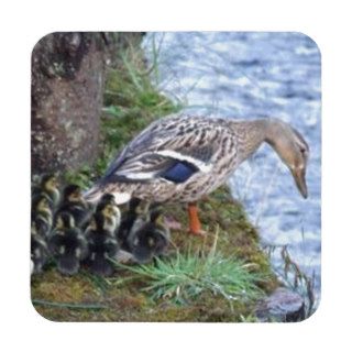 Mother Duck teaching Ducklings to swim first time Beverage Coasters