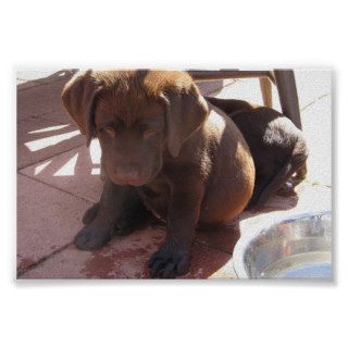 Chocolate Labrador Puppies Posters