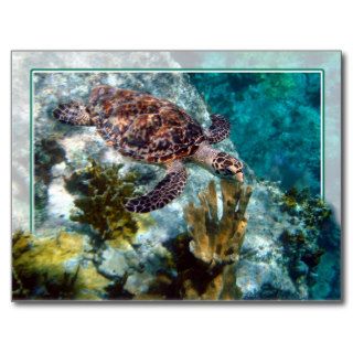 Hawksbill Sea Turtle, US Virgin Islands Postcard