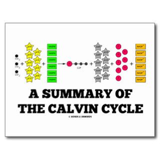 A Summary Of The Calvin Cycle (Photosynthesis) Post Card