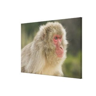 Japanese Macaque Macaca fuscata), also known Gallery Wrap Canvas