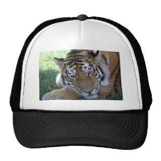 Tiger sleeping in the grass WILD ANIMALS BIG CATS Mesh Hat