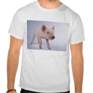 Yorkshire Piglet T Shirts