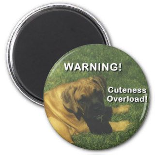 Boxer Warning Cuteness Overload Refrigerator Magnets