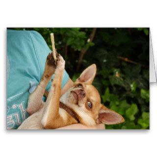 Sweet Charlie Chihuahua Cards