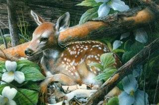 Kevin Daniel Fawn 1000pc Puzzle Toys & Games