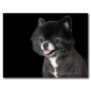 Black Pomeranian looking to the left Postcards