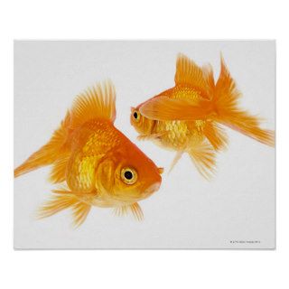 Two Goldfish Crossing Each Other Posters