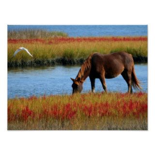 Horse Grazing Beside the Water Poster