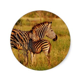 Zebra and foal   safari animals round sticker