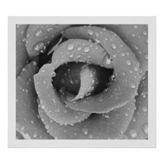 Black And White Closeup Rose With Morning Due Poster
