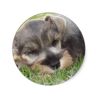 Snoozing Schnauzer Sticker