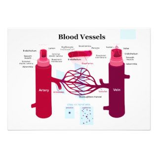 Blood Vessels Arteries Capillaries Veins Diagram Personalized Announcement