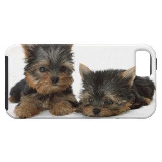 Yorkshire Terrier iPhone 5 Case