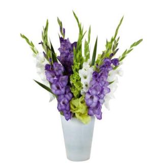 Bloomsz Gladiolus Gemstones of the Garden Blend Bulbs (25 Pack) 00421