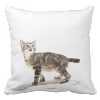 Portrait of white kitten looking up throw pillows