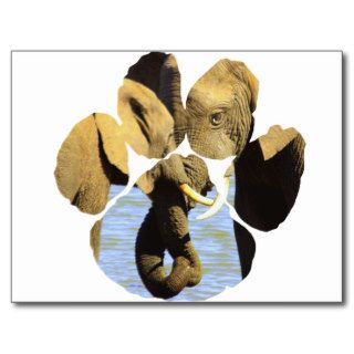 water elephants footprint post card