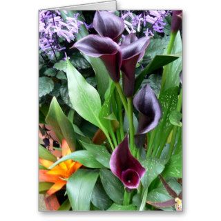 Black Calla Lilies Greeting Card