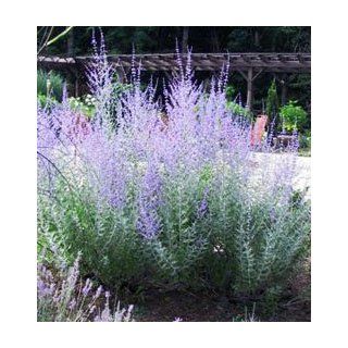 Russian Sage Little Spire Perennial Plants (1 order contains 2 Potted Plants)  Shrub Plants  Patio, Lawn & Garden