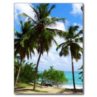 Palm Trees on Tropical Seascape Postcard