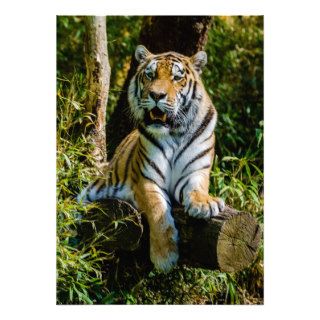 Siberian Tiger Amur Tiger Panthera Tigris Altaica Personalized Announcement