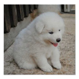 Fluffy Samoyed Puppy Poster
