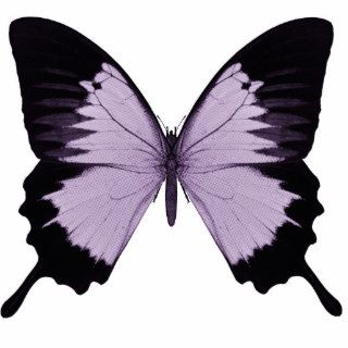 Big Purple & Black Butterfly Photo Cut Outs