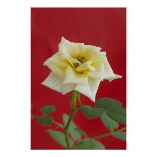 Yellow rose on red background poster