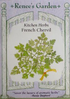 Chervil, "Fancy French"  Chervil Plants  Patio, Lawn & Garden