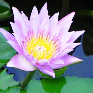 Purple Lotus Water Lily Pad Nymphaea Pond Flower Seeds 10   Seed By Crazy Seed  Flowering Plants  Patio, Lawn & Garden