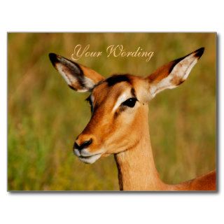 Impala safari animals greeting postcards