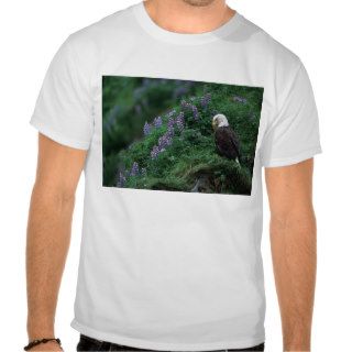 Alaska, Unalaska Island Bald Eagle among Nootka T Shirts