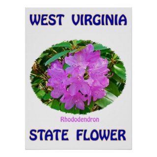 West Virginia State Flower, Rhododendron, Poster