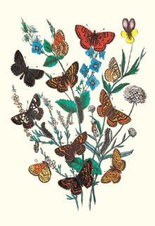 Buy Enlarge 0 587 07498 1P12x18 Butterflies  M. Cynthia, M. Athalia, et al.  Paper Size P12x18   Prints
