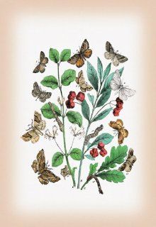 Buy Enlarge 0 587 12584 5P12x18 Moths  Pericallia Syringaria, Therapis Evonymaria, et al.  Paper Size P12x18   Prints