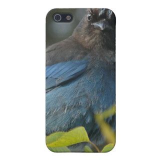 Ed Sutton   Steller Jay Covers For iPhone 5