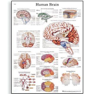 3B Scientific VR1615UU Glossy Paper Human Brain Anatomical Chart, Poster Size 20" Width x 26" Height