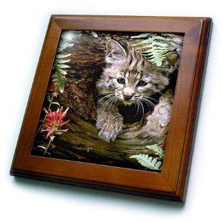 ft_649_1 Wild animals   Bobcat   Framed Tiles   8x8 Framed Tile   Decorative Tiles