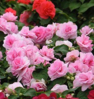 Impatiens Pink Busy Lizzie balsam Patient Lucy Double Flower 10 Seeds  Flowering Plants  Patio, Lawn & Garden
