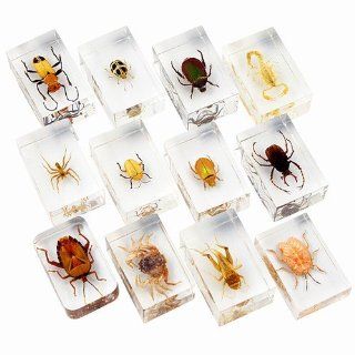 High Quality Acrylic Encased Insect Specimens One Dozen Assortment Varies 