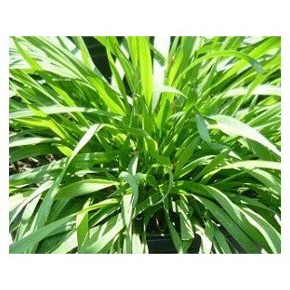 Vanilla Grass Live Herb Plant  Geranium Plants  Patio, Lawn & Garden