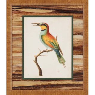 Tropical Birds by Nodder Traditional Art   29 x 25 (Set of 2