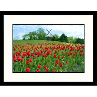 Great American Picture Holland Tulip Festival Framed Photograph