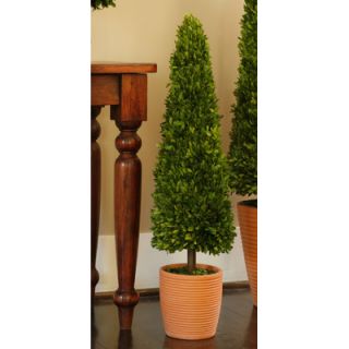 Napa Home & Garden Preserved Boxwoods Cone Ball Round Tapered Topiary