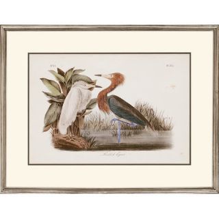 Paragon Audubon Egrets by Audubon Traditional Art   24 x 31 (Set of