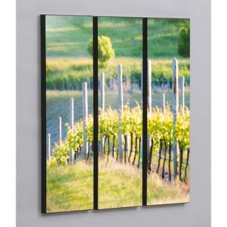 Wilson Studios Three Piece Rows of Vineyard Grapes Laminated Framed